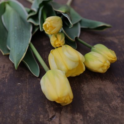 Tulpan Mix Spring Joy 30st