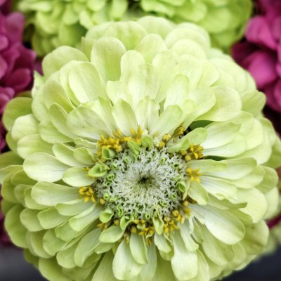 Zinnia, Benary´s Giant Lime