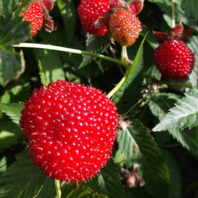 Rubus illecebrosus, Jordgubbshallon, C2