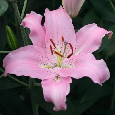 Orientalisk Lilja Josephine 3st