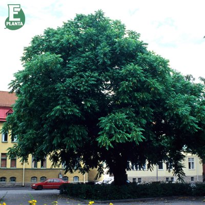 Juglans cinerea fk Örebro E, Grå Valnöt