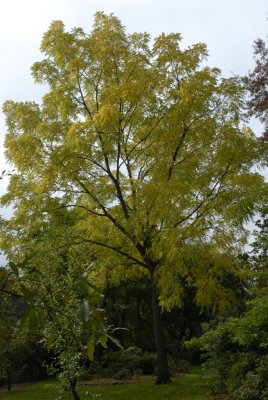 Juglans nigra, Svart Valnöt, 6-8 stam C