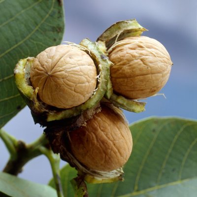 Juglans regia Broadview, Valnöt, utr 175-200 co