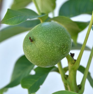 Juglans regia Buccaneer, Valnöt, utr 175-200 co
