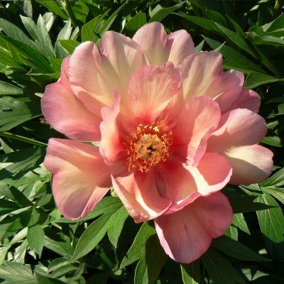 Paeonia itoh hybr. Julia Rose, Itoh Pion, barrot 3/5 ögon