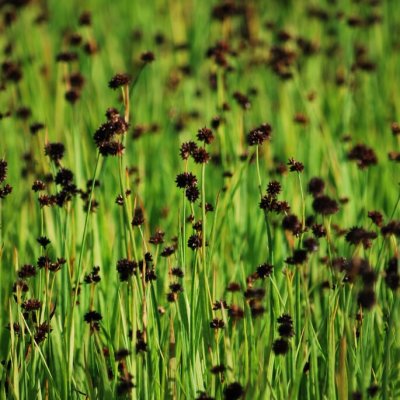Juncus ensifolius, Svärdtåg