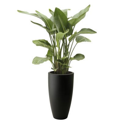 June Round High Black