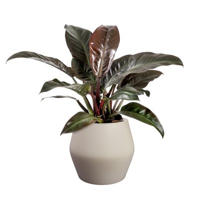 June Split Balanced Beige