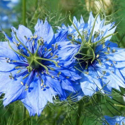 Jungfrun i det gröna, Damacena, Ekologisk