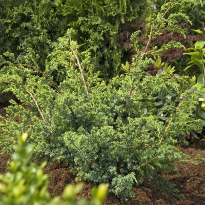 Juniperus chinensis Blue Alps, Kinesisk En