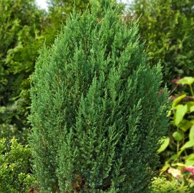 Juniperus chinensis Stricta, Pelaren, 40-45 C3