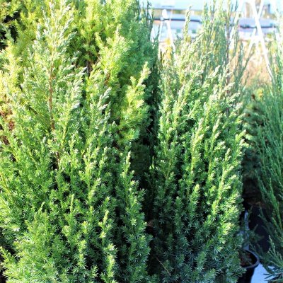 Juniperus chinensis Stricta, Pelaren, 40-50 C3,5
