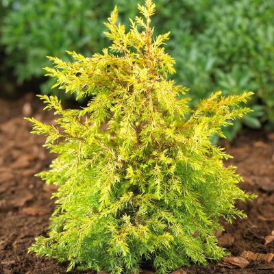 Juniperus communis Gold Cone, Pelaren, 25-30 C2