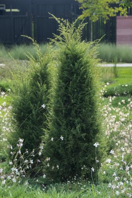 Juniperus communis Suecica, Träden