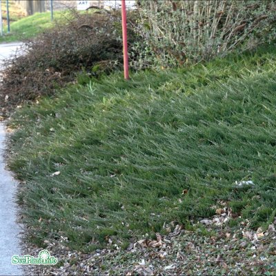 Juniperus horizontalis Blue Chip, Amerikansk Krypen, 30-40 C3,5