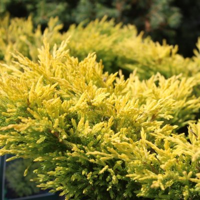 Juniperus horizontalis Limeglow, Amerikansk Krypen, 15-20 C2