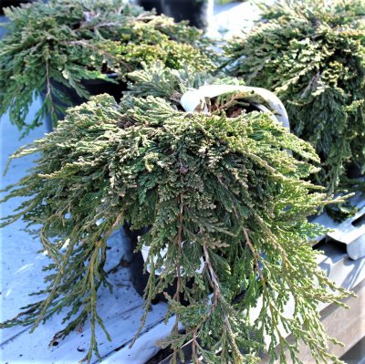 Juniperus horizontalis Pancake, Amerikansk Krypen, 30-40 C3,5