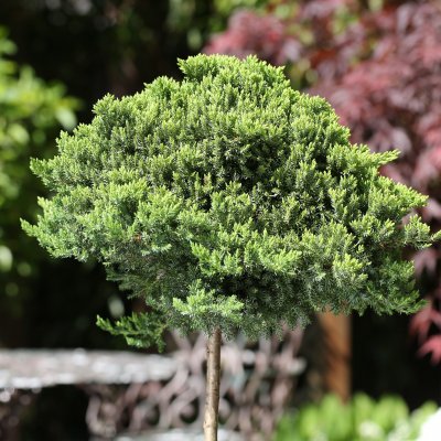 Juniperus procumbens Nana, Japansk Krypen Stam