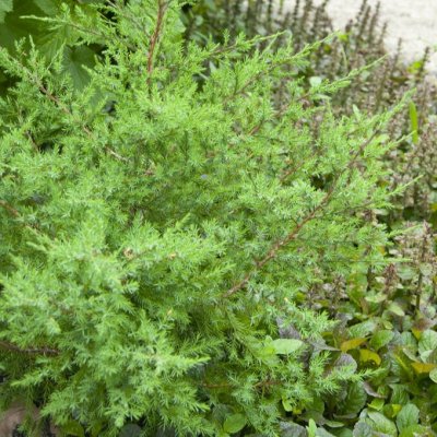 Juniperus sabina, Sävenbom