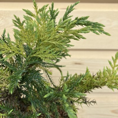 Juniperus x pfitzeriana Blue and Gold, Trädgårdsen, 20-25 C2