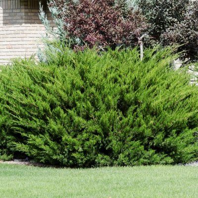 Juniperus x pfitzeriana Mint Julep, Kinesisk En, 20-25 C2