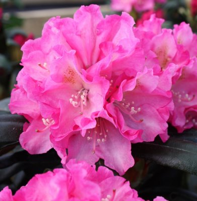 Rhododendron yak. Kalinka, Rododendron, 30-40 C5