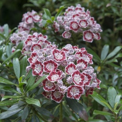 Kalmia latifolia Minuet, Bredbladig Kalmia