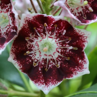 Kalmia latifolia Mitternacht, Bredbladig Kalmia