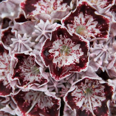 Kalmia latifolia Nani, Bredbladig Kalmia