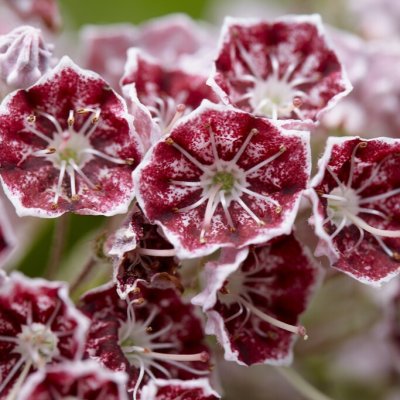 Kalmia latifolia Sterntaler, Bredbladig Kalmia