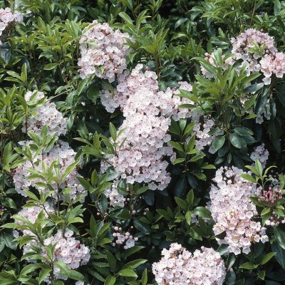 Kalmia latifolia Zebulon, Bredbladig Kalmia
