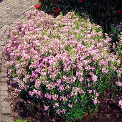 Kalmia polifolia Newfoundland, Tuvkalmia, C2