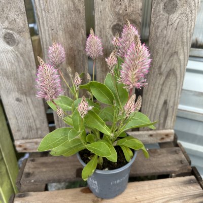 Ptilotus nobilis Joey, Kattamarant