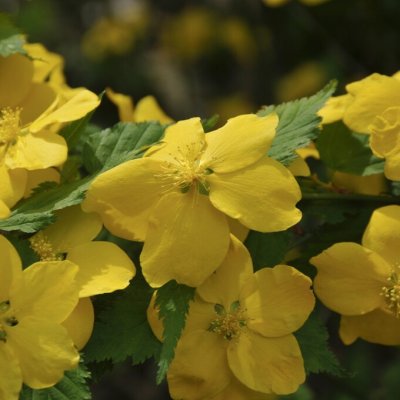 Kerria japonica Golden Guinea, Kerria