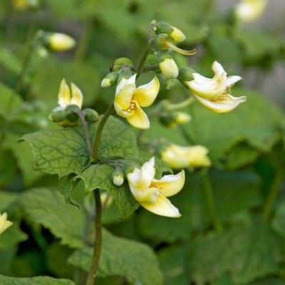 Kirengeshoma koreana, Koreansk Vaxklocka, P9cm