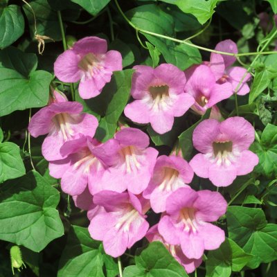 Lejongapsranka Mystic Rose