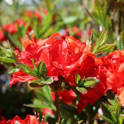 Rhododendron Knap Hill Parkfeuer, Trädgårdsazalea, 40-50 C5