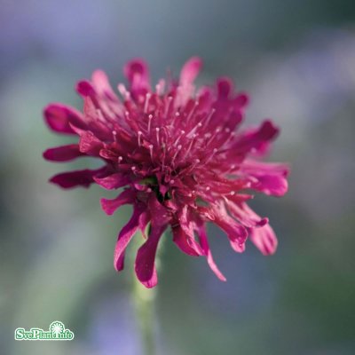 Knautia macedonica, Grekisk Vädd, stickling 3-pack