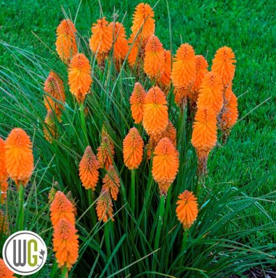 Kniphofia hybrid Pyromania ® Orange Blaze, Fackellilja