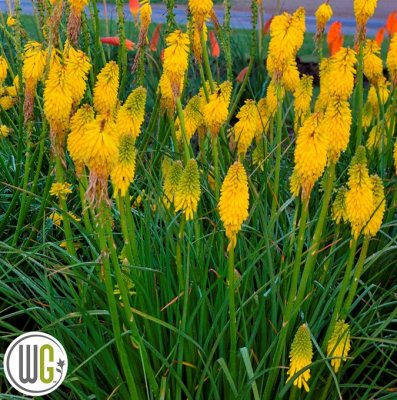 Kniphofia cultorum Pyromania Solar Flare ®, Rabattfackellilja, SQ1