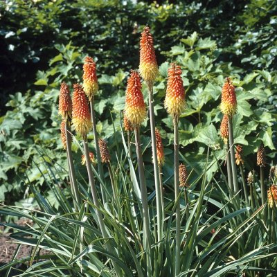 Fackellilja Kniphofia uvaria 1st