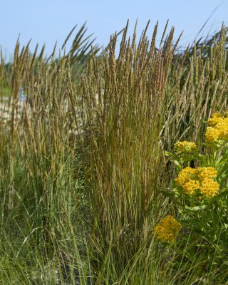 Koeleria macrantha