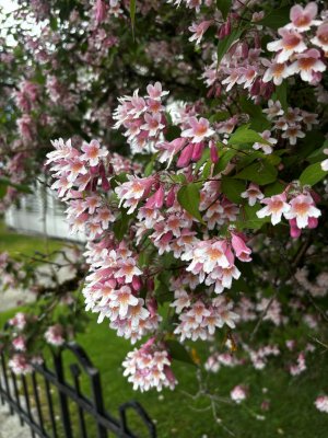 Kolkwitzia amabilis, Paradisbuske