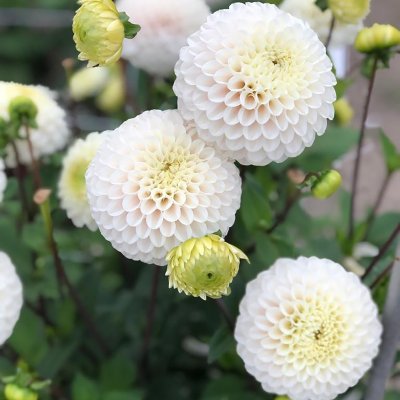 Dahlia Boll Kona 1st