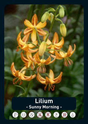 Krollilja Lilium martagon Sunny Morning 1st