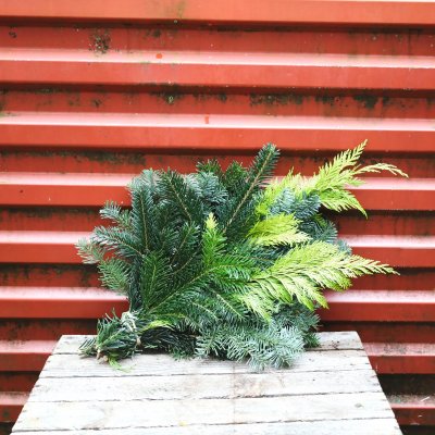 Kungsgran/Nobilis/Cypress Mix Bunt 400-500gr