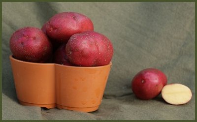 Sättpotatis Labella 1kg