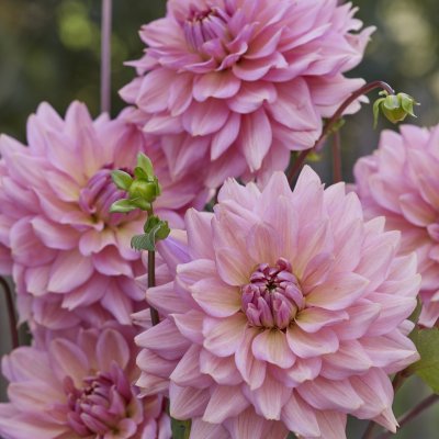 Dahlia Dekorativ La Belle Epoque 1st
