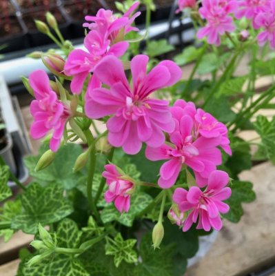 Häng-miniatyrpelargon Laced Sugar Baby, kruka