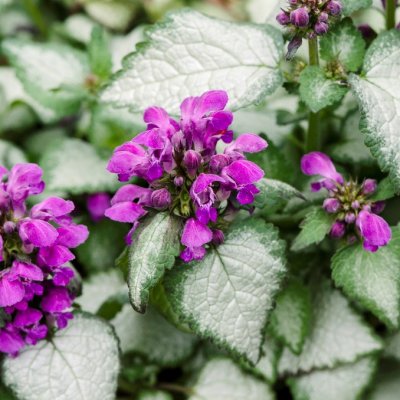 Lamium maculatum Purple Dragon, Rosenplister, P9cm